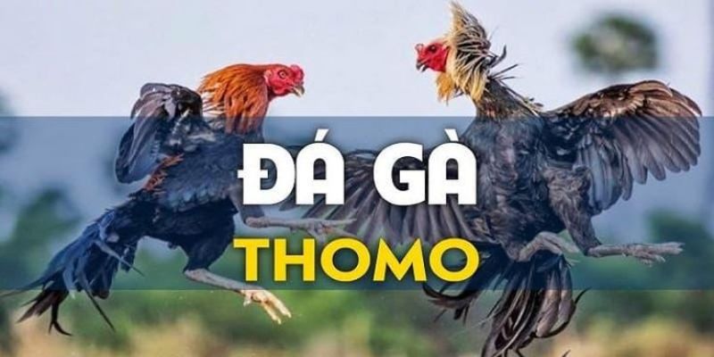 đá gà Thomo trên Hube